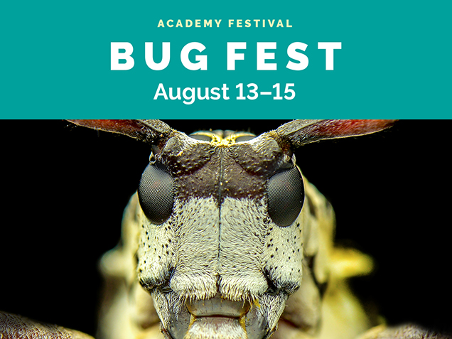 Academy Festival, Bug Fest, August 13 through 15